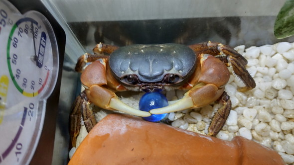 ビー玉を抱えるオカガニさん