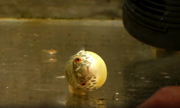 ふぐが転覆する意外な原因