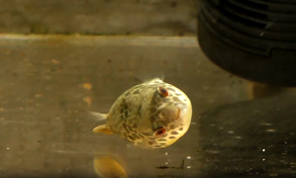 飼い主さんに気づいたてんぷくちゃん