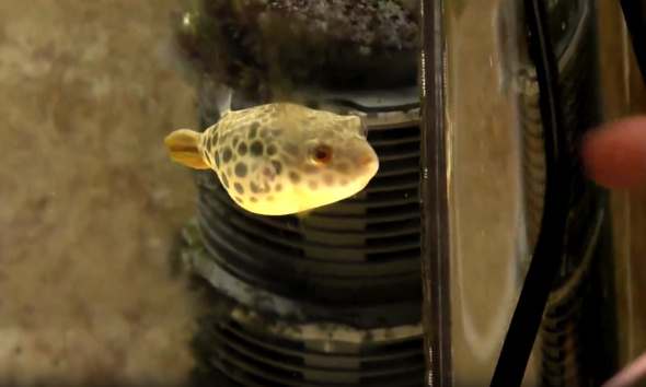 水槽の外にある指に反応しています