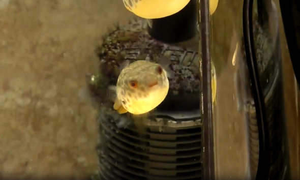 一生懸命に泳ぐてんぷくちゃん