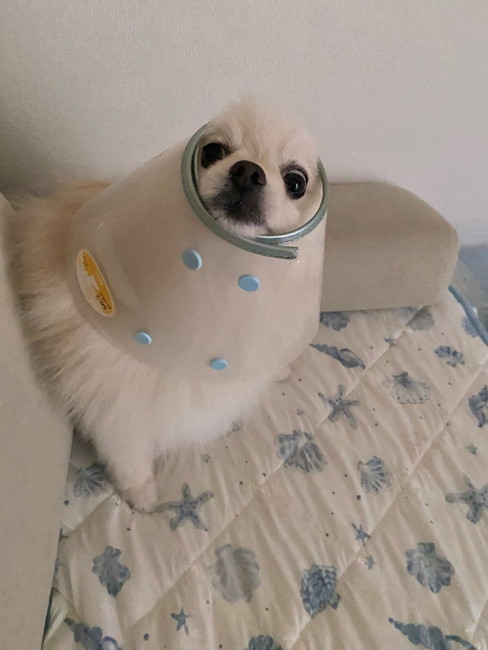 ポメラニアン全体