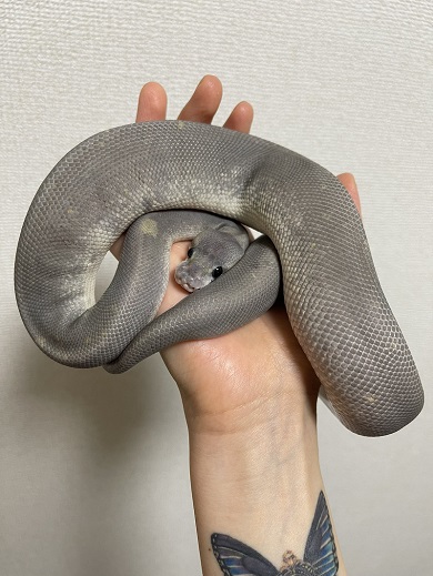 ベタ慣れしたボールパイソン