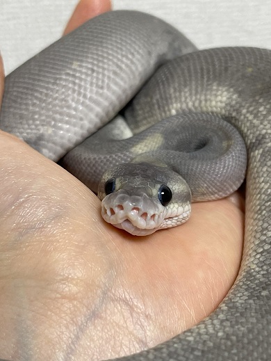 ベタ慣れしたボールパイソン