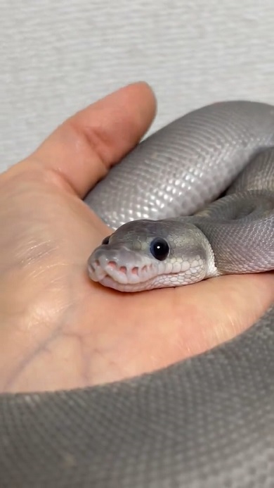 ベタ慣れしたボールパイソン