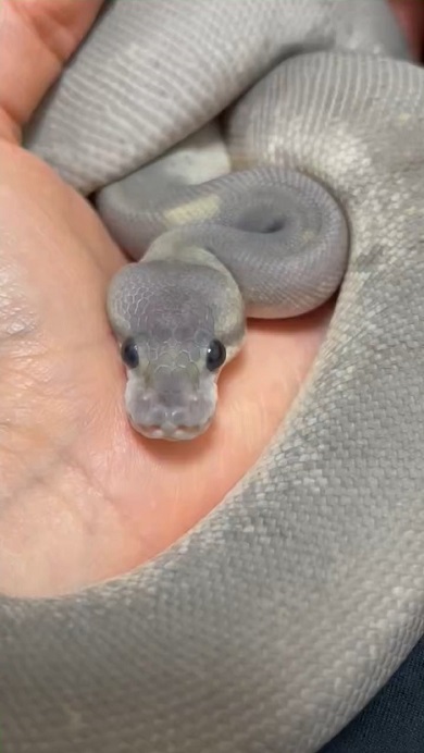 ベタ慣れしたボールパイソン