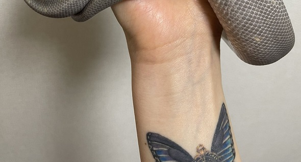 ベタ慣れしたボールパイソン