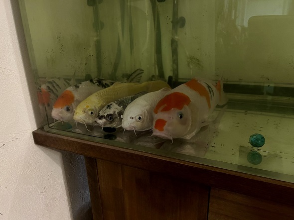 並んで寝ている5匹の鯉