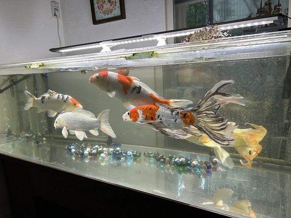 170センチの特注水槽内を泳いでいる6匹の鯉