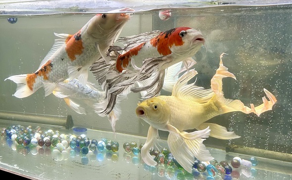 170センチの特注水槽内を泳いでいる6匹の鯉