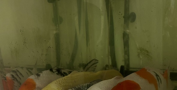 並んで寝ている5匹の鯉