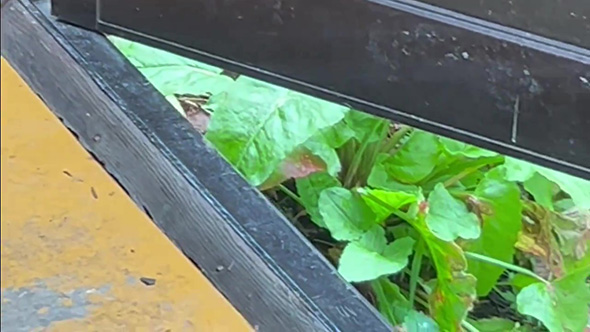 オコジョがいないシーン