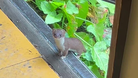 動画冒頭のオコジョ