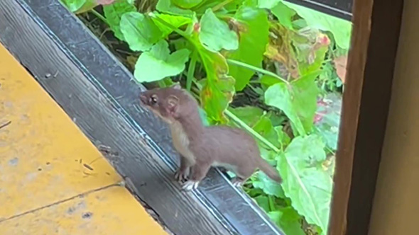 向こうを見るオコジョ