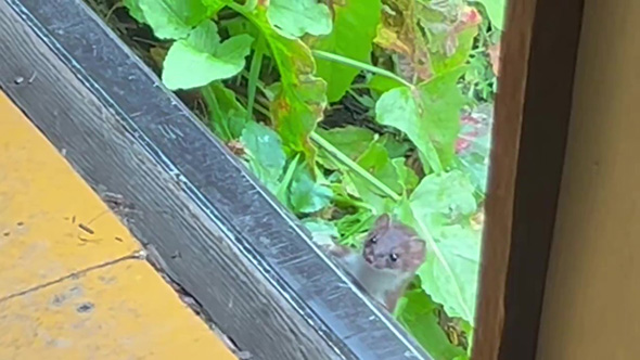 顔をのぞかせるオコジョ