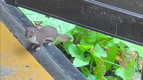 画面左下を見るオコジョ