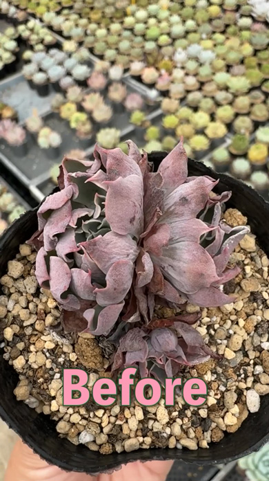 多肉 植物 水切れ 苗 お手入れ ビフォーアフター 復活