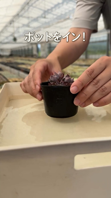 多肉 植物 水切れ 苗 お手入れ ビフォーアフター 復活