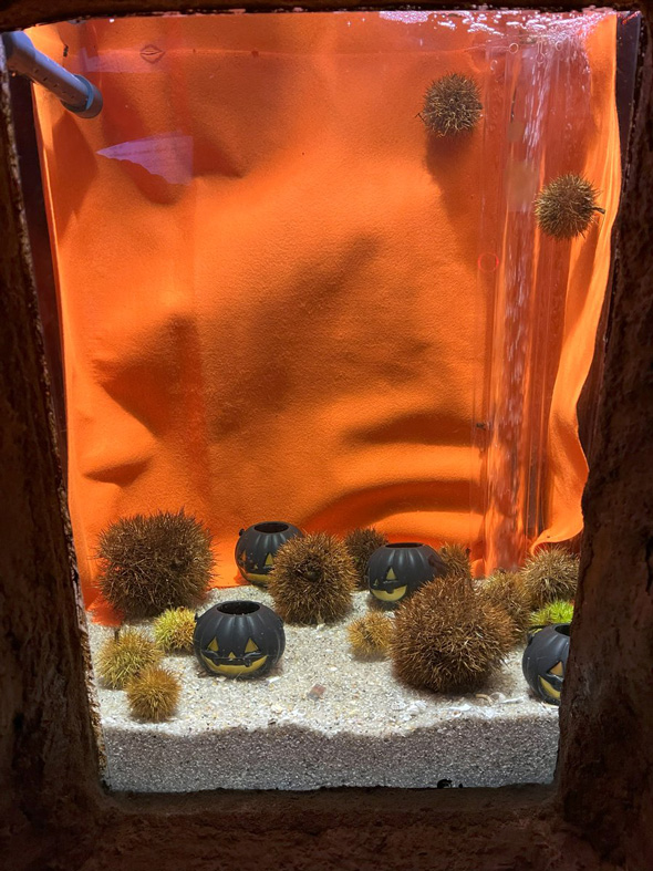 岩手県 もぐらんぴあ 水族館 ウニ 栗 同時展示