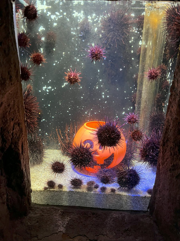 岩手県 もぐらんぴあ 水族館 ウニ 栗 同時展示