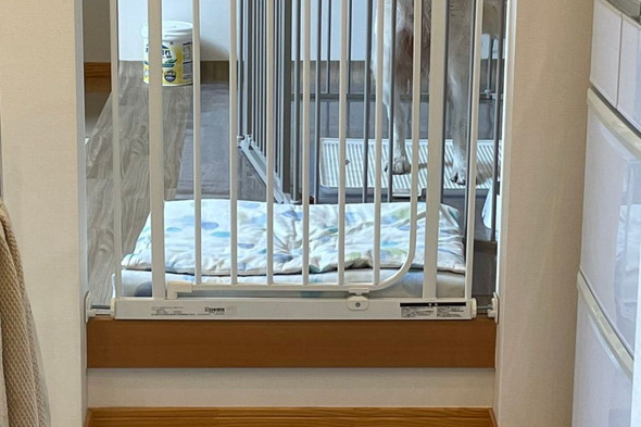 柵越し見つめるワンコの姿