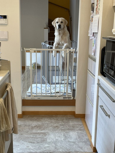 柵越し見つめるワンコの姿