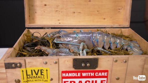 コットンキャンディーロブスター