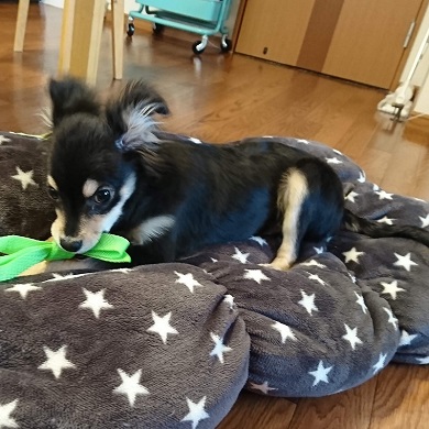 ハイオンタイプのため子犬の頃から大きかった