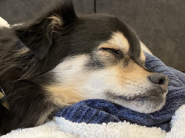 ぐっすり眠って下顎が突き出ているデカチワワ