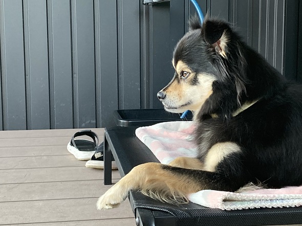 自宅を警備するデカチワワの凛々しい横顔