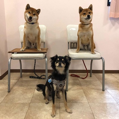 柴犬と一緒に写っているデカチワワ