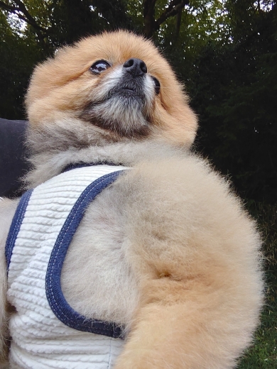 抱っこされたワンコ