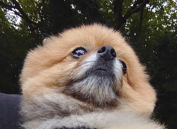 抱っこされたワンコ