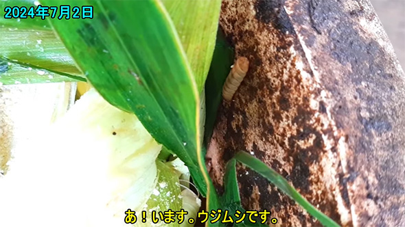 あ、いますウジムシです