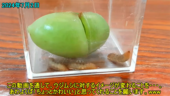 この動画を通して