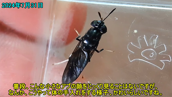 アメリカミズアブ成虫