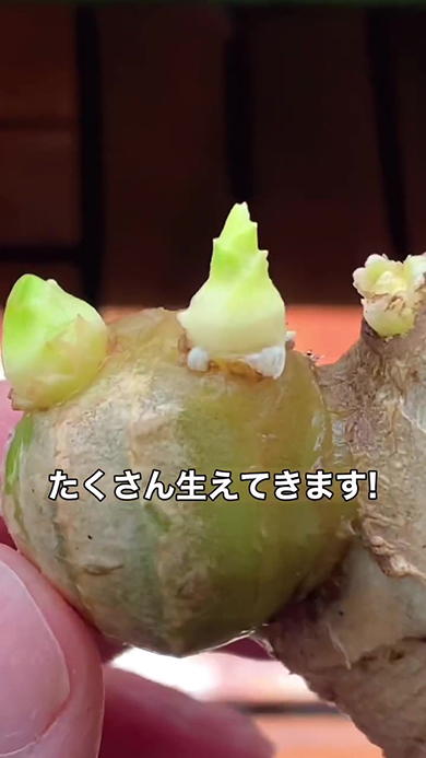 たくさん生えてきます