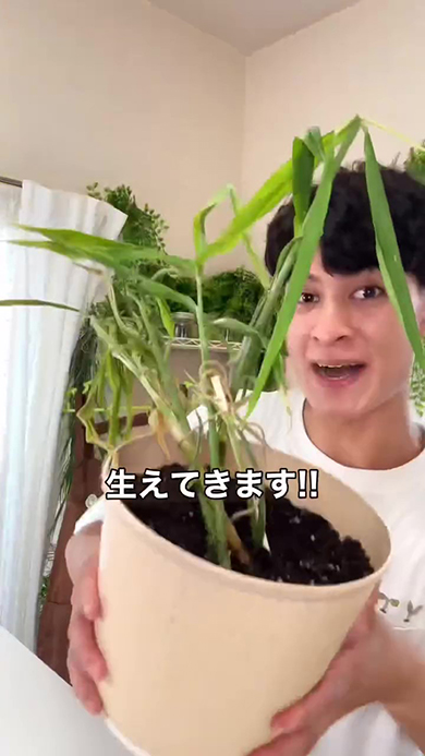 生えてきます