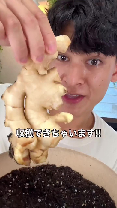 収穫できちゃいます