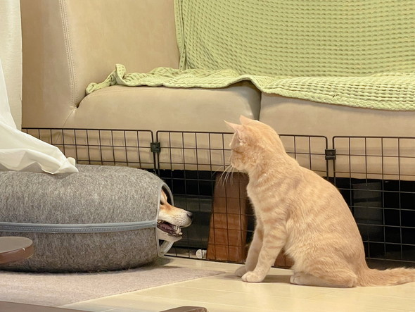 猫用ベッドに入っているワンコを見ている猫ちゃん