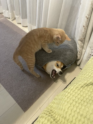 猫用ベッドに入っているワンコに攻撃する猫ちゃん