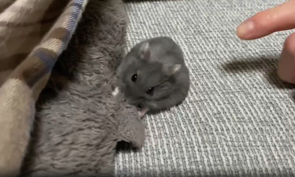 人間の指が現れました