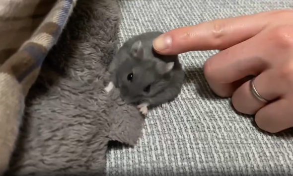 ハムスターにそっと指をのせます