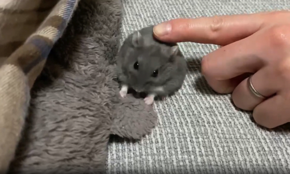 荒ぶり続けるハムスターなのでした