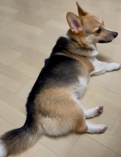 飼い主さんに文句を言うワンコ