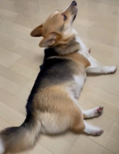 お散歩に行けないなんて絶望的だ！