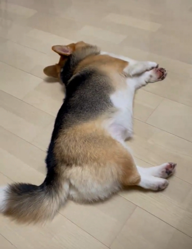 ふて寝をするワンコ