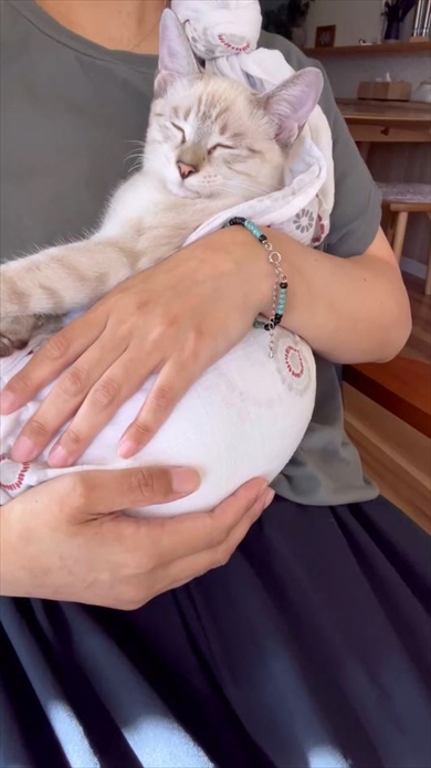 おくるみが大好きで爆睡しちゃう保護猫ちゃん