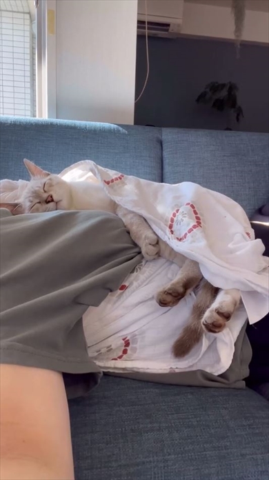 おくるみが大好きで爆睡しちゃう保護猫ちゃん
