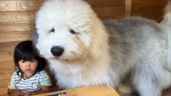 女の子とふわふわ犬